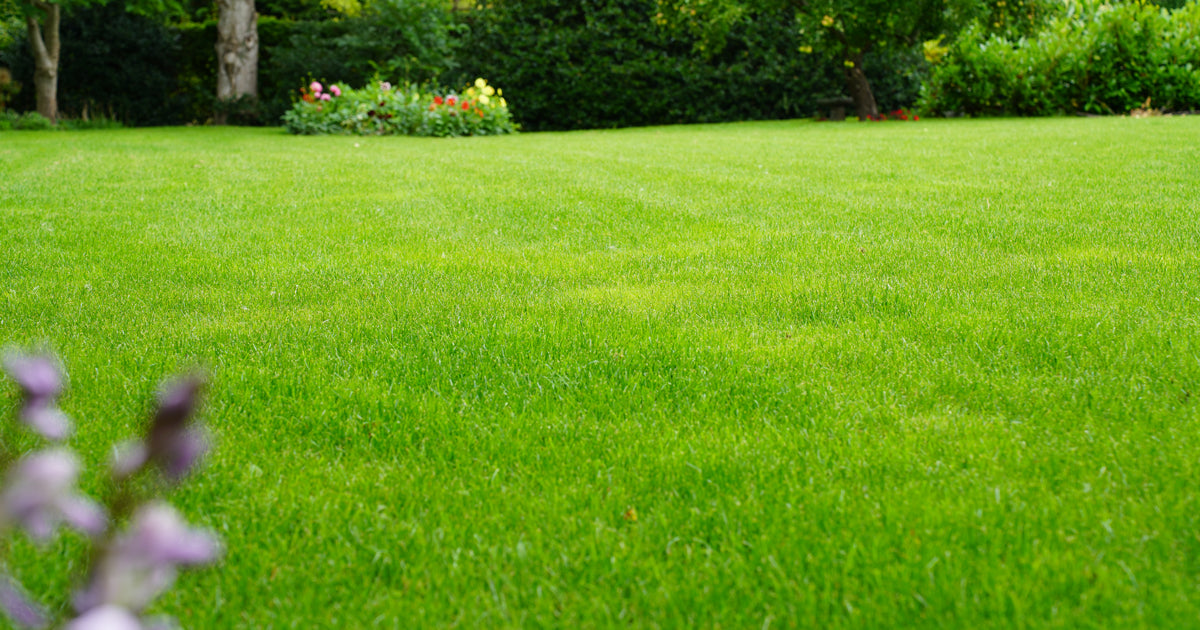 Få 6 gode råd til en flot, tæt og slidstærk græsplæne