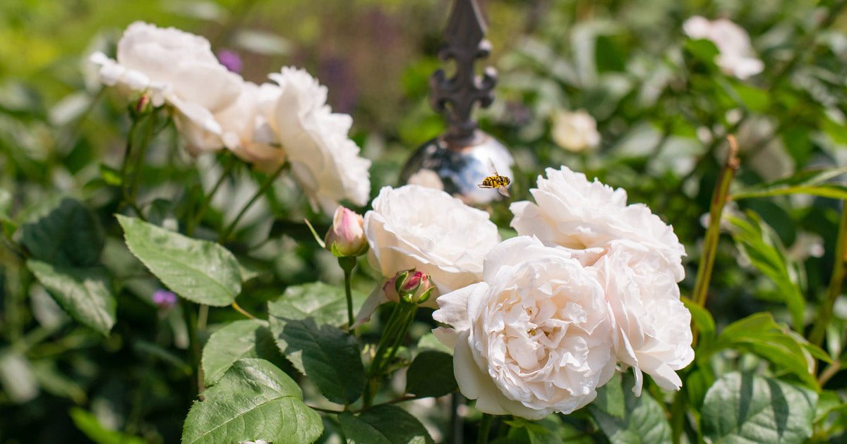 kend-forskel-på-bier-og-hvepse