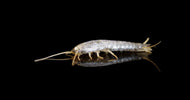 sølvfisk