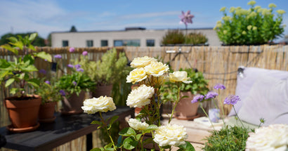 Vælg forskellige blomstringstider