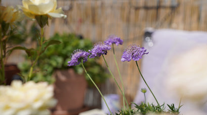 Vælg insektvenlige planter