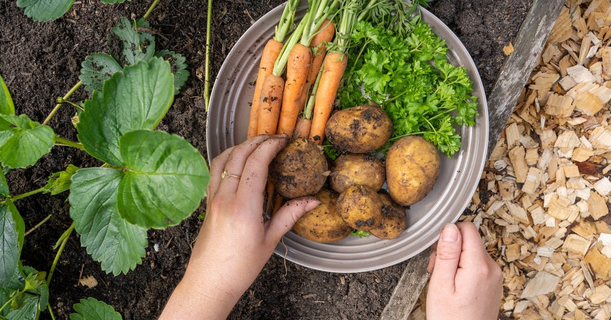 5 nemme grøntsager til køkkenhaven - ECOstyle