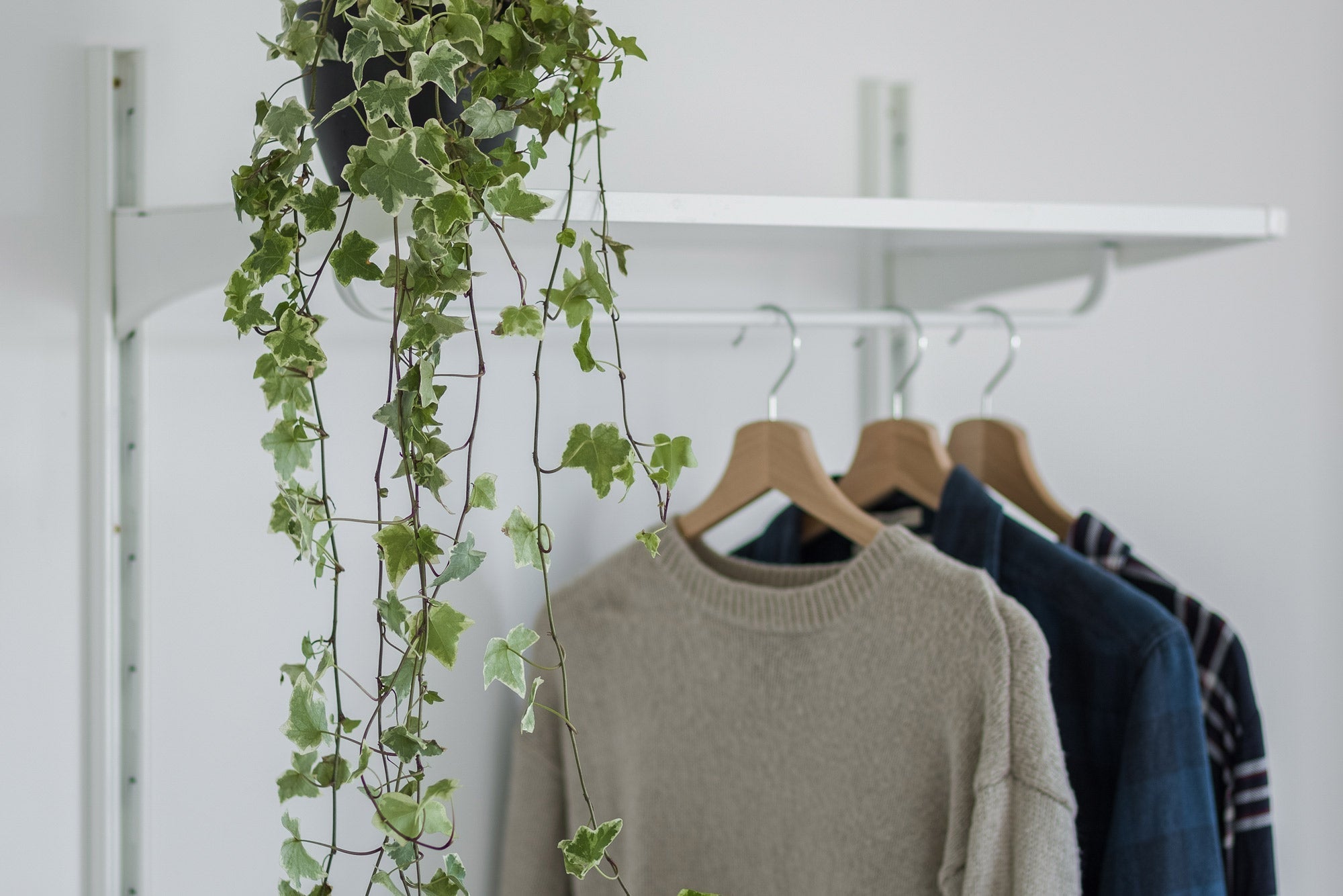 Har du fundet møl i tøj?