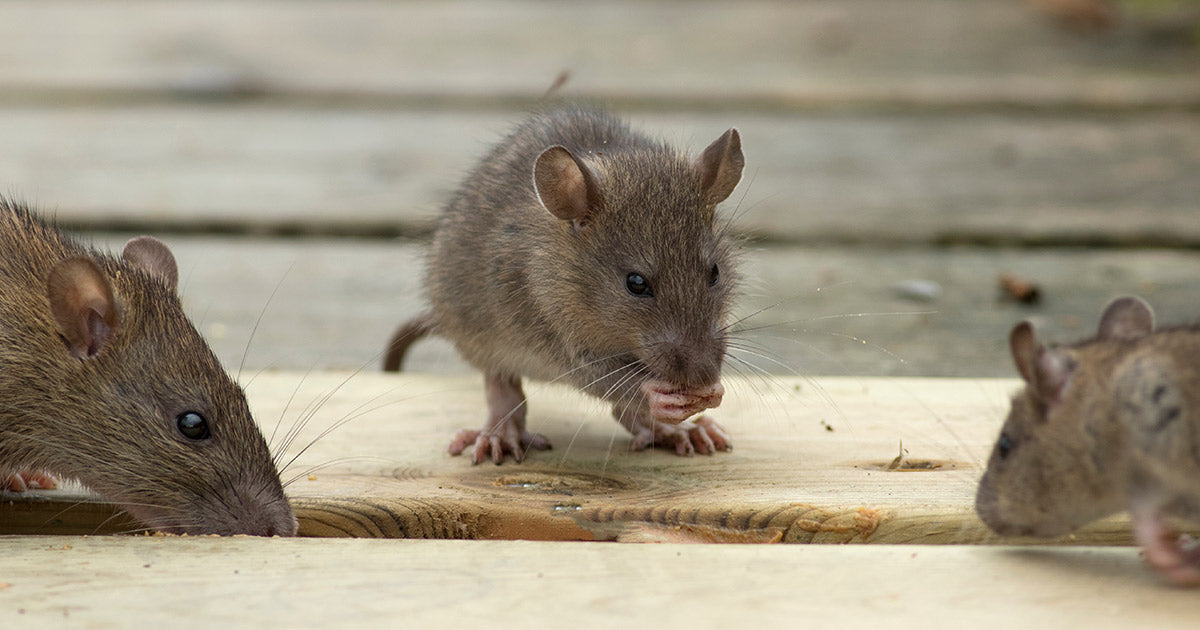 Få 6 gode råd mod mus og rotter