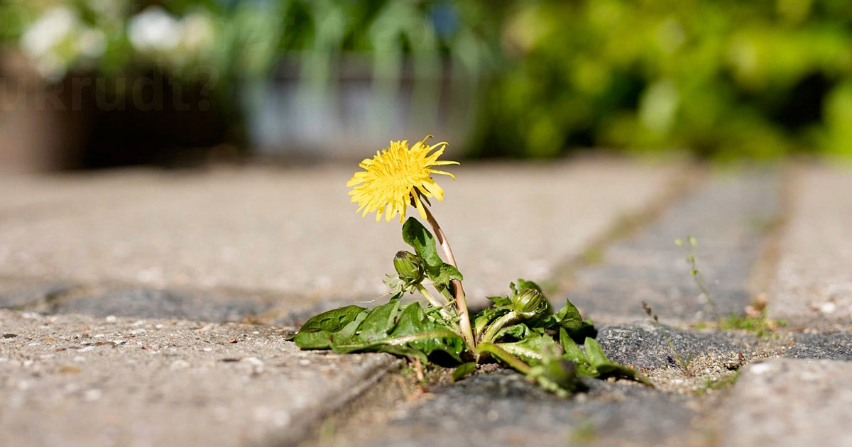 Få 6 gode råd mod ukrudt i fliser, ukrudt i græsplæne, bede m.m.