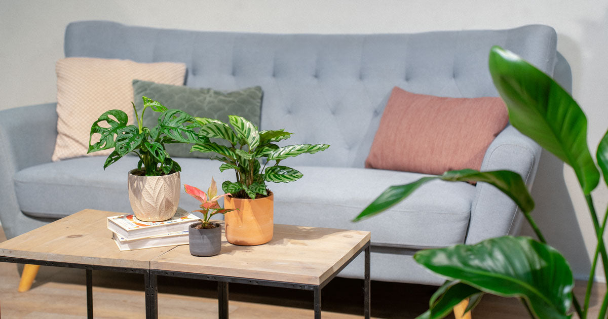 Få 6 gode råd til flotte stueplanter