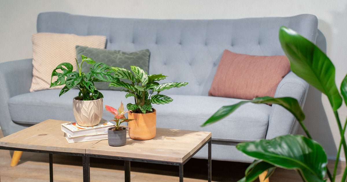 Få 6 gode råd til flotte stueplanter - ECOstyle
