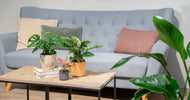 Få 6 gode råd til flotte stueplanter - ECOstyle