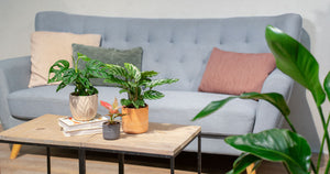 Få 6 gode råd til flotte stueplanter