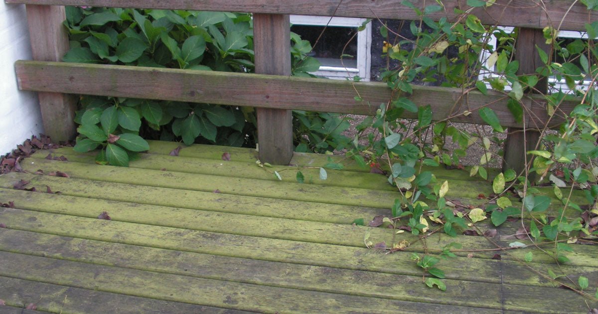 Grønne alger: Er din terrasse grøn af alger? - ECOstyle