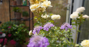 Blomster symbolik: Hvad siger dine blomster om dig?