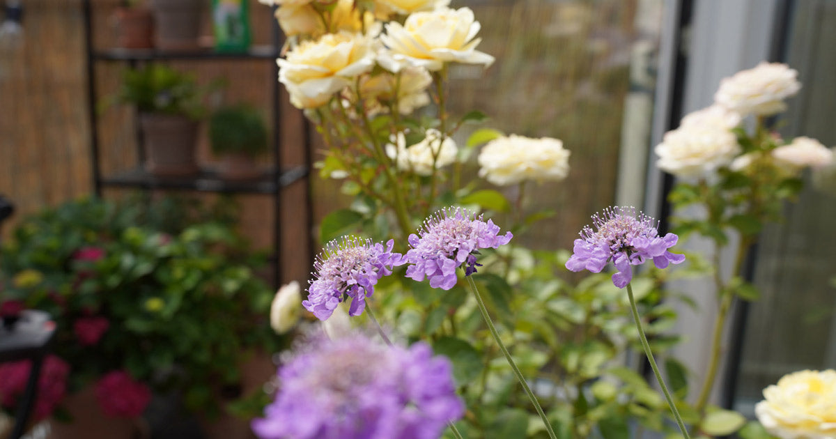 Blomster symbolik: Hvad siger dine blomster om dig?