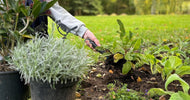 Efterår: Den perfekte plantetid - ECOstyle
