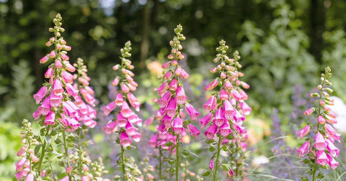 Få 6 gode råd til dit blomsterbed - ECOstyle