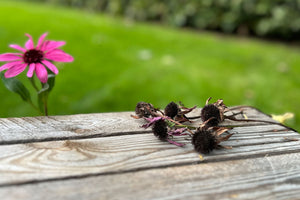 Guide: Ta' frø fra efterårshaven