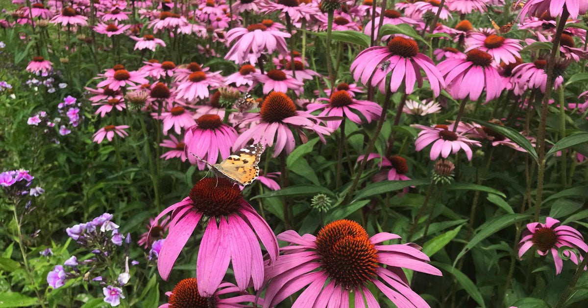 Hvad er biodiversitet? Og hvad kan jeg selv gøre? - ECOstyle