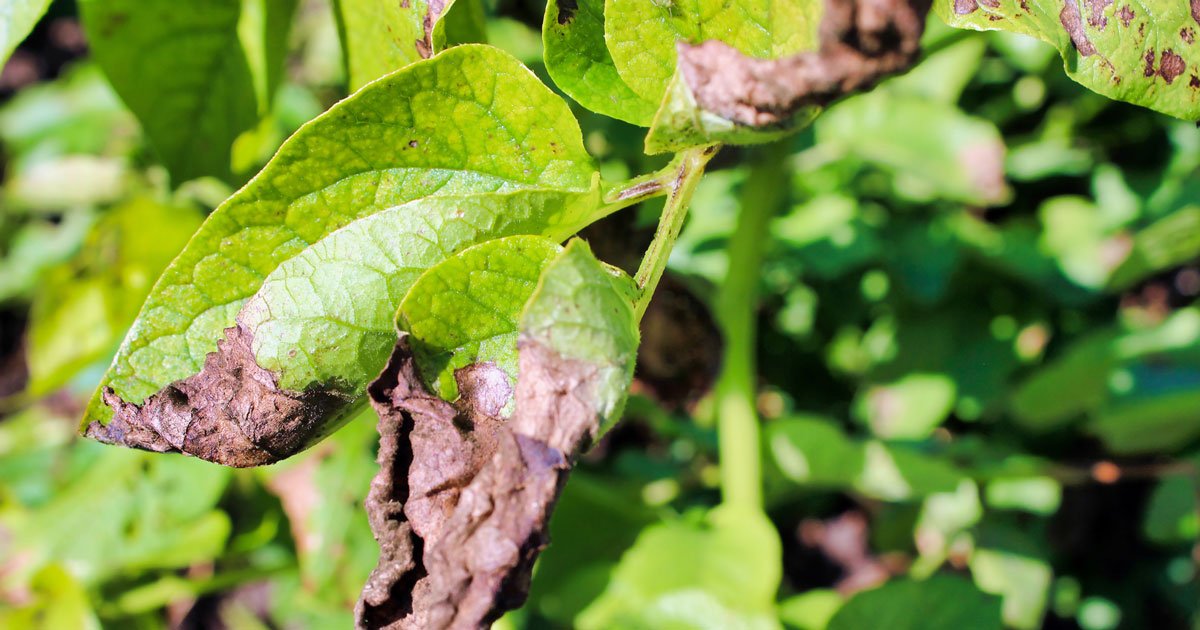 Kartoffelskimmel: Er der sygdom i dine kartoffelplanter? - ECOstyle