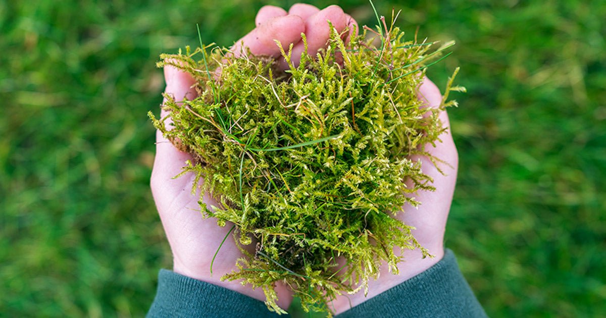 Få 6 gode råd mod mos i haven - ECOstyle