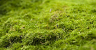 Mos: Har du mos i græsplænen? - ECOstyle