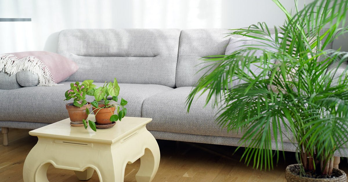 Nemme stueplanter - ECOstyle
