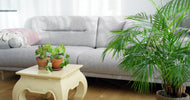 Nemme stueplanter - ECOstyle