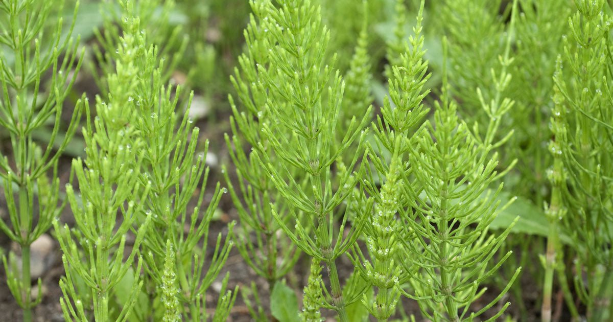 Padderok: Har du problemer med padderok? - ECOstyle