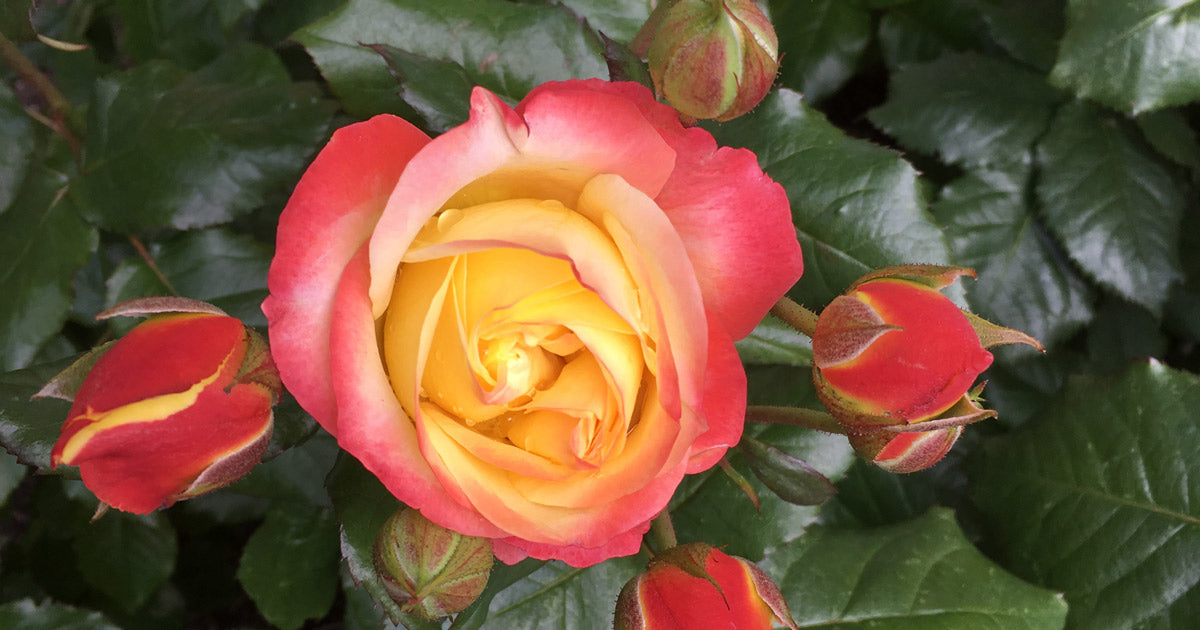 Få 6 gode råd til dit rosenbed