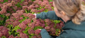 Top 10 stauder til efterårshaven