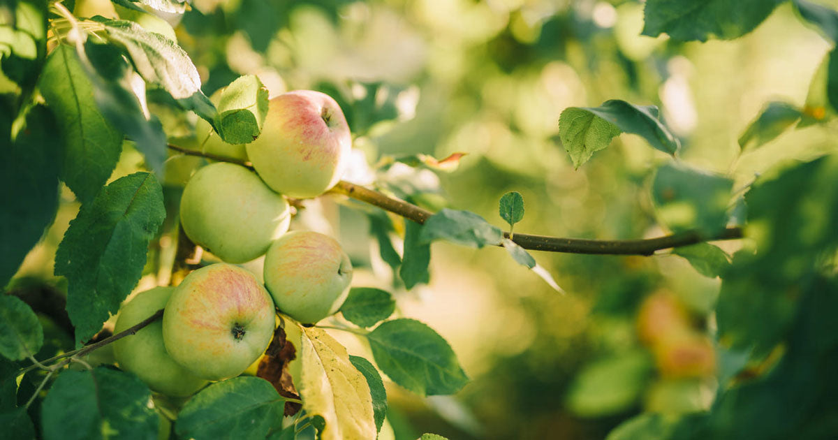 Guide: Sådan beskærer du dit æbletræ