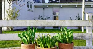 Få 6 gode råd mod alger