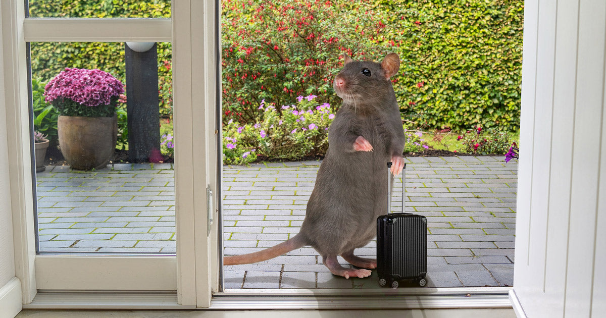Få 6 gode råd mod mus og rotter med ECOstyle