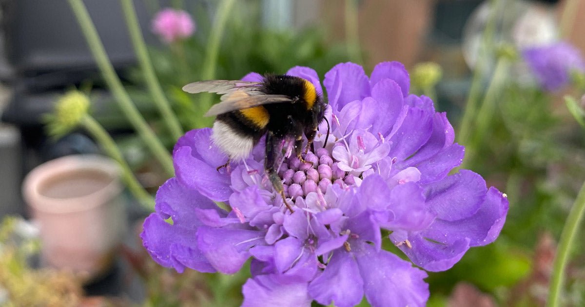 Få flere insekter i haven: Indret en insektvenlig have - ECOstyle