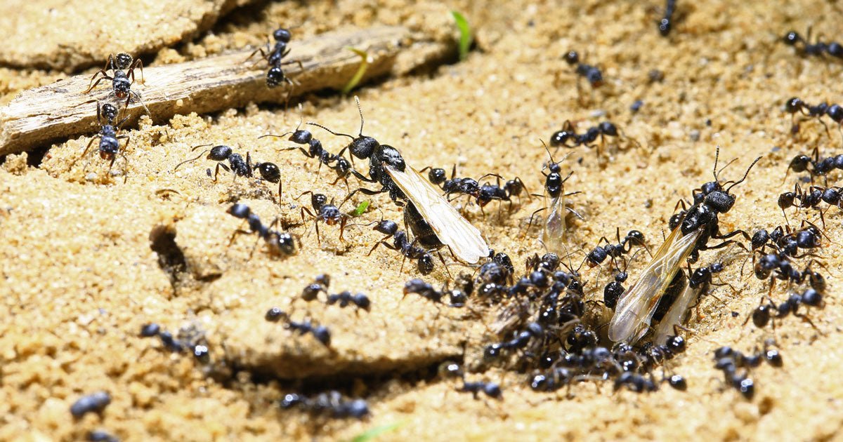 Flyvemyrer: Hvad er flyvemyrer? - ECOstyle