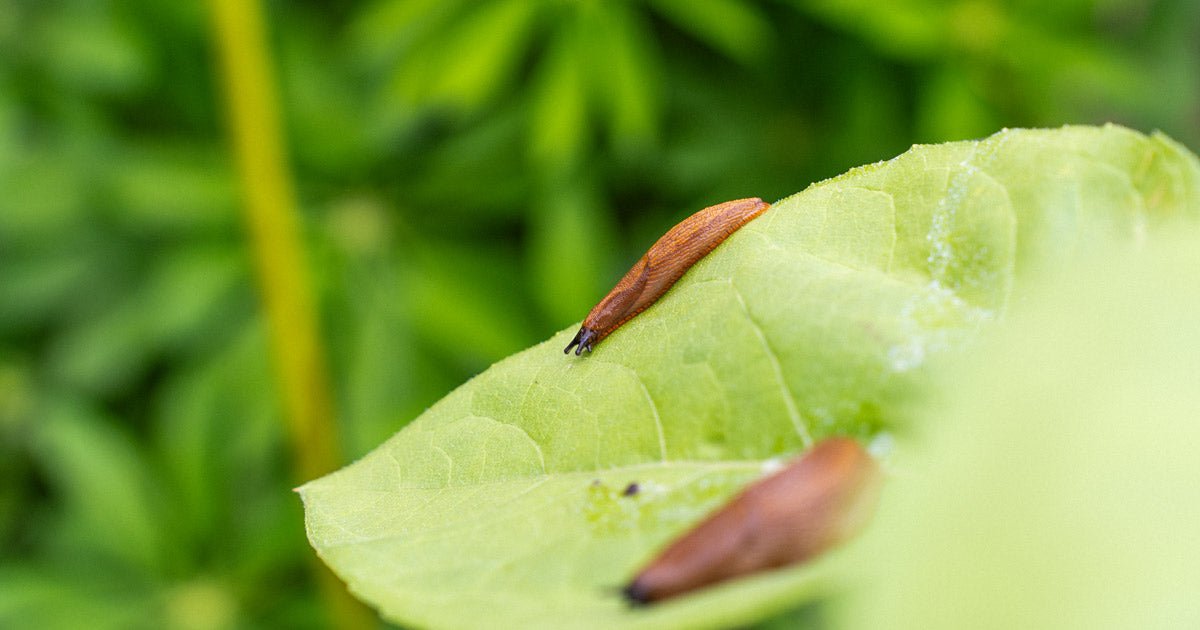 Få 6 gode råd mod dræbersnegle - ECOstyle