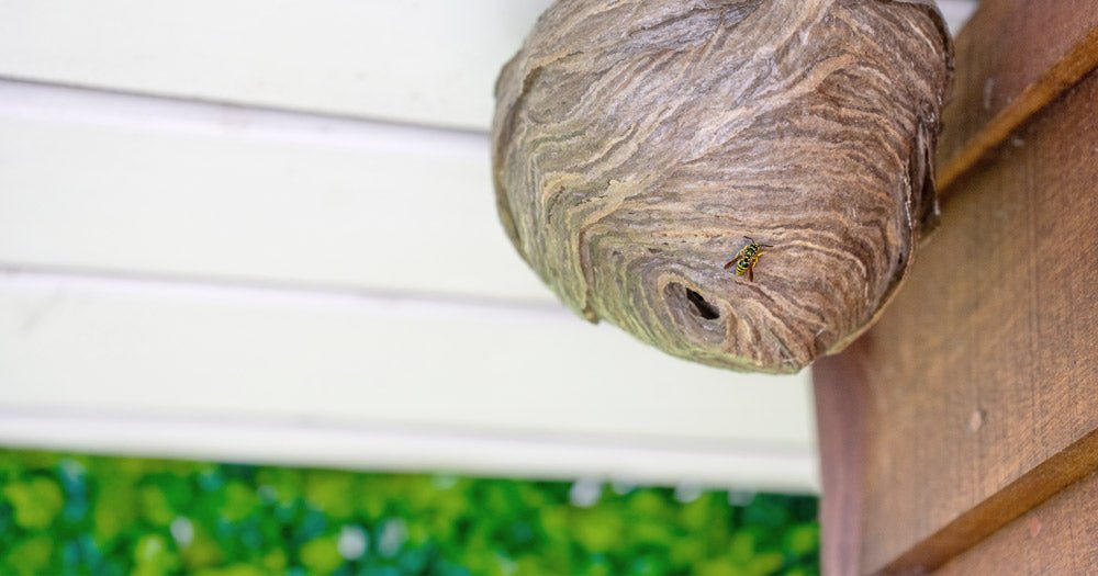 Få 6 gode råd mod hvepse - ECOstyle
