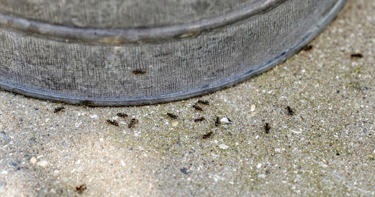 Få 6 gode råd mod myrer