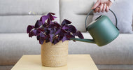 Giv dine stueplanter gødning: Derfor er det en god idé - ECOstyle