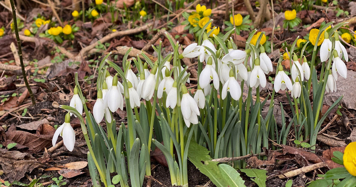 Havekalender februar: Det kan du i haven nu