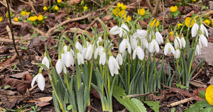 Havekalender februar: Det kan du i haven nu
