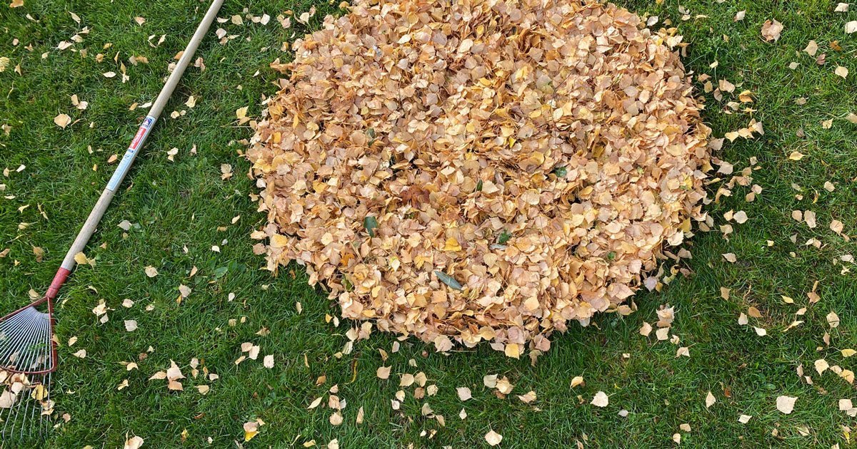 Havekalender november: Hvad kan man lave i haven nu? - ECOstyle