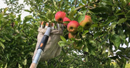 Havekalender september: Hvad kan man lave i haven nu? - ECOstyle