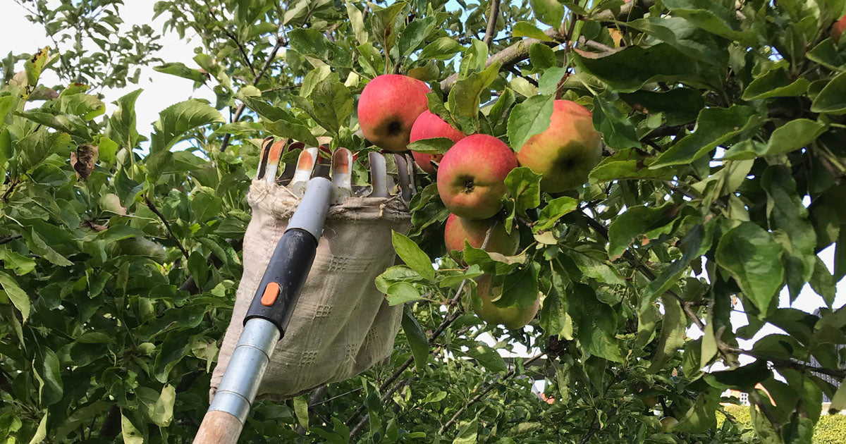Havekalender september: Hvad kan man lave i haven nu?
