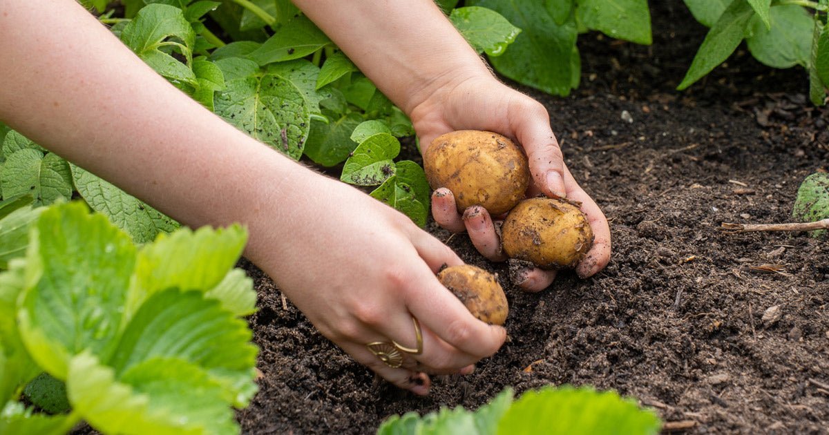 Havekalender juli: Hvad kan man lave i haven nu? - ECOstyle