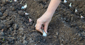 Sådan dyrker du hvidløg