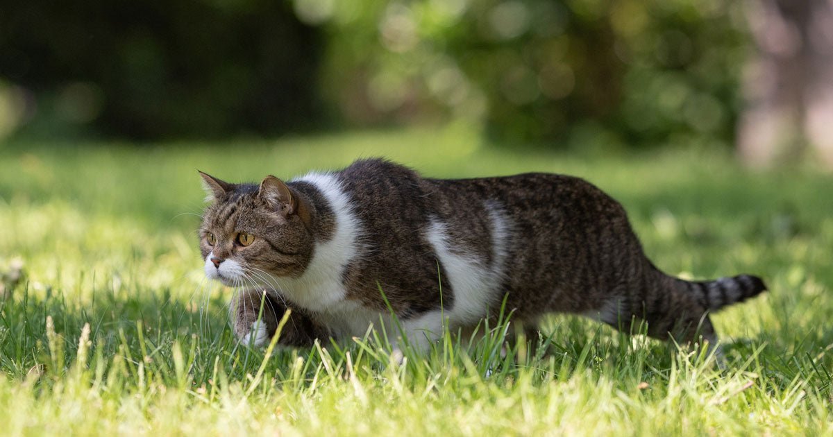 Katte: Har du problemer med uønskede katte på din grund? - ECOstyle