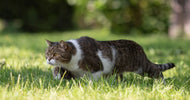 Katte: Har du problemer med uønskede katte på din grund?