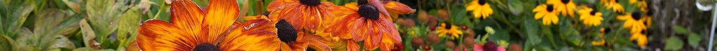 Sådan skaber du en skøn blomsterhave året rundt - ECOstyle