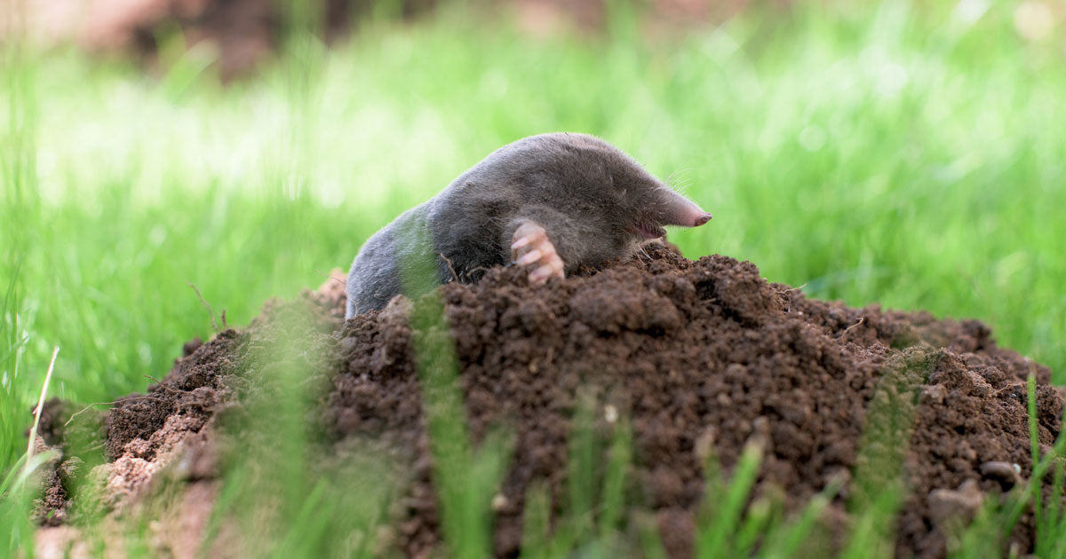 Muldvarpe: Har du muldvarp i haven?