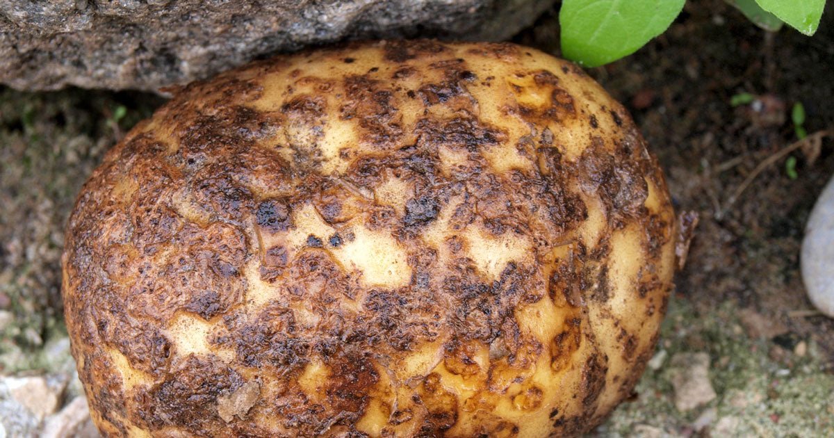 Kartoffelskurv: Har dine kartofler brune pletter? - ECOstyle