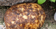 Kartoffelskurv: Har dine kartofler brune pletter? - ECOstyle